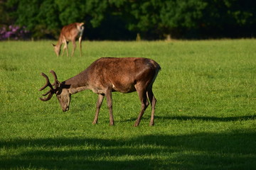 Red Deer New Forest National Park Hampshire England UK