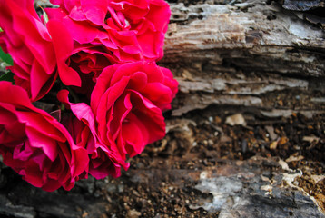 Red rose on the bark of a tree