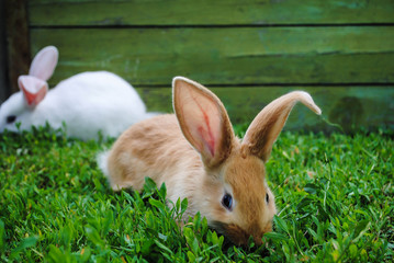 Furry little rabbit on the grass