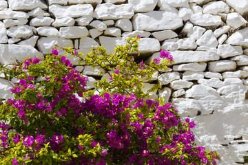 Flowers and a whitewashed dry stone wall in Ano Syros village on Syros island.   © milangonda
