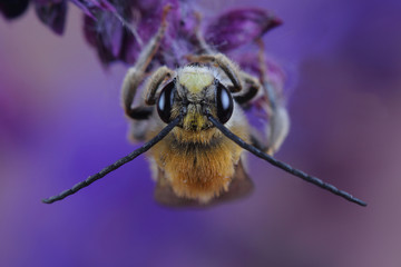 Male of bee (Eucera sp.) on flowers