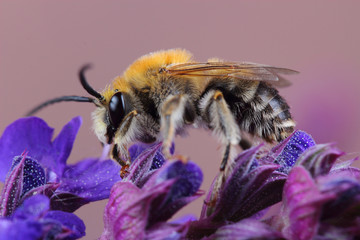 Male of bee (Eucera sp.) on flowers