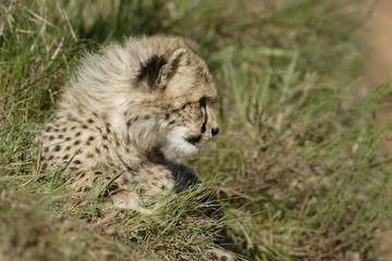 Cheetah, Addo Elephant National Park