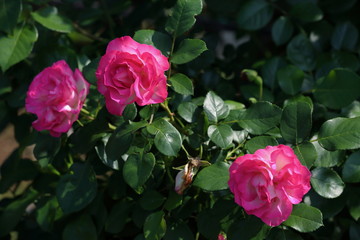  カワイイ　ラブローズ