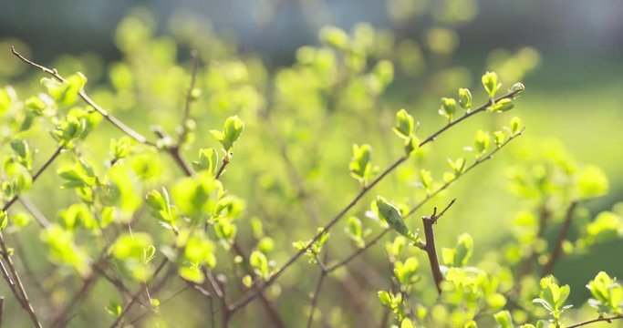 focus pull shot of symphoricarpos leaves in sunny spring day, 4k 60fps prores footage