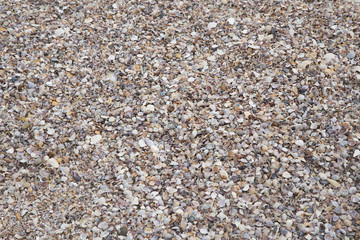 Sea shells at the beach.
