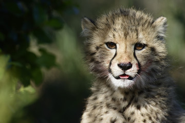 Fototapeta na wymiar Cheetah, Addo Elephant National Park