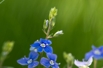 Fototapeta na wymiar Tiny blue summer flower