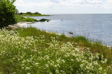 Summer flowers by the coast