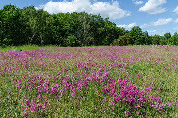 Obraz na płótnie Canvas Purple summer meadow