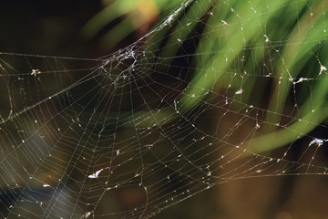 Telaraña sobre arroyo, Sauceda, Hurdes, España