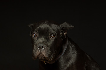 Puppy age 3 months of Cane Corso of black color, on a black background