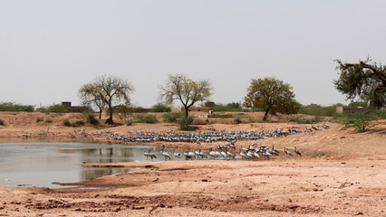 Fototapeta na wymiar Kolonie von Jungfernkranichen (Anthropoides virgo) am Khichan Bird Sanctuary in Rajasthan, Indien