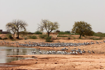 Kolonie von Jungfernkranichen (Anthropoides virgo) am Khichan Bird Sanctuary in Rajasthan, Indien