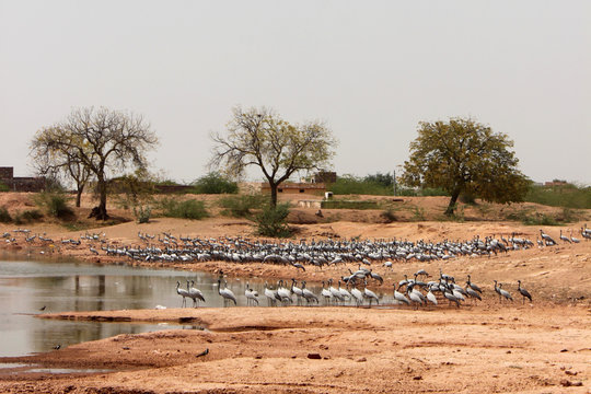 Kolonie von Jungfernkranichen (Anthropoides virgo) am Khichan Bird Sanctuary in Rajasthan, Indien
