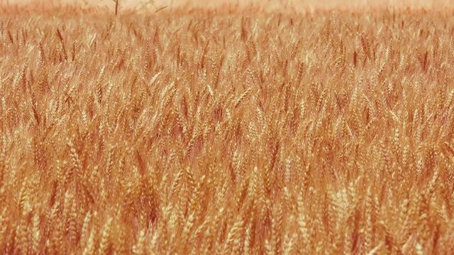 Ripe agricultural wheat crops field