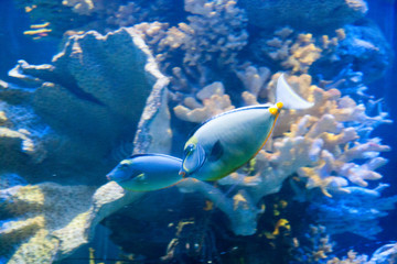Beautiful colorful fish in the aquarium, Vietnam