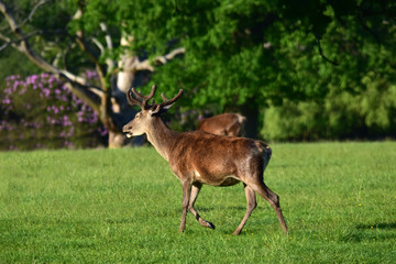 Naklejka na ściany i meble Red Deer stag New Forset UK Hampshire