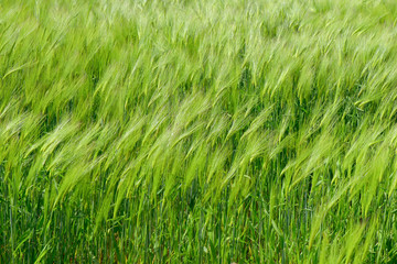 Green wheat field in the wind