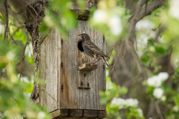 Starling with a beetle in its beak on a wooden birdhouse on tree in nature