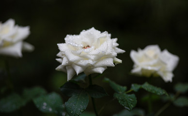 Wet flowering white roses