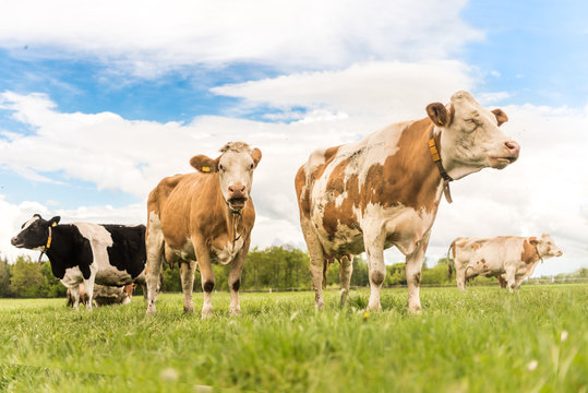 Simmentaler Bilder Durchsuchen 2,543 Archivfotos, und