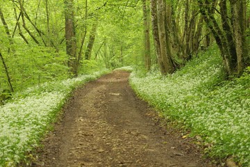 Chemin_Forestier