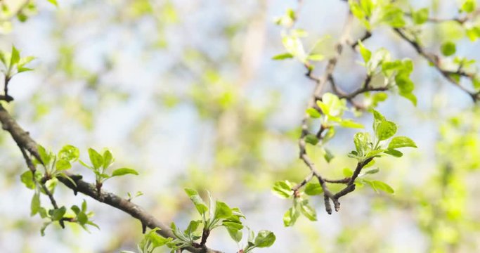 pan shot of apple tree branches in spring sunlight, 4k 60fps prores footage