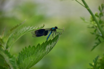 Dragon fly on nettle