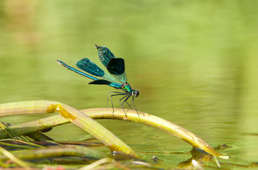 Dragonfly sitting on a water stick 4