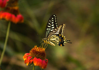 swallow tailes butterfly