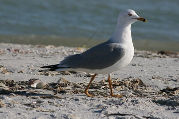 Möwe