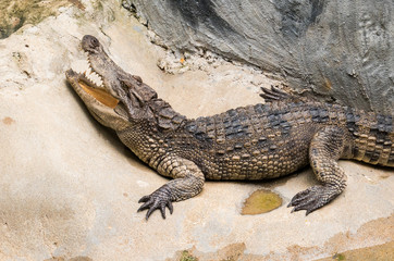 Crocodile with an open mouth, Bangkok, Thailand