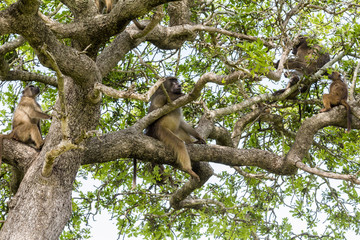 Monkeys on big tree in Kruger National Park