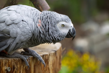 Graupapagei 