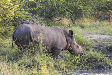 Rhino in the bush of Kruger National Park in the evening