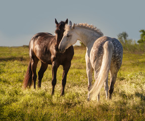 Obraz na płótnie Canvas Dapple-grey and bay horses together in evening