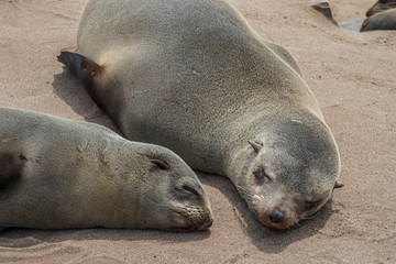 Sea wolves resting in Cape cross - Namibia