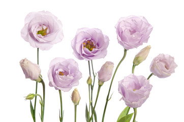 Beautiful pale violet eustoma flowers isolated on white background