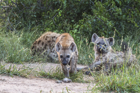 Hyeanas near road in the evening inside Kruger National Park - Powered by Adobe