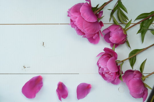 Purple peony on old empty copy space wooden boards. Place for text. Top view background
