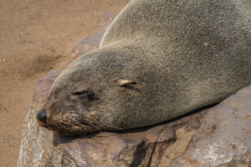 Sea wolves resting in Cape cross - Namibia