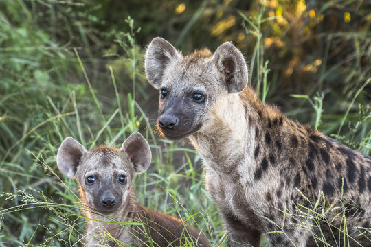 Hyeanas near road in the evening inside Kruger National Park - Powered by Adobe