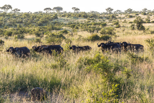Buffalo herd in the evening inside Kruger Park