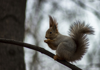 Beautiful squirrel close up sitting on a branch and eats nuts