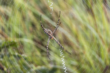 Big spider in the bush of Kruger National Park