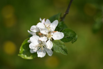 Kwiat Jabloni
