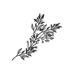 monochrome blurred silhouette of branch with leaves and small flowers vector illustration
