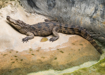 Crocodile with an open mouth, Bangkok, Thailand
