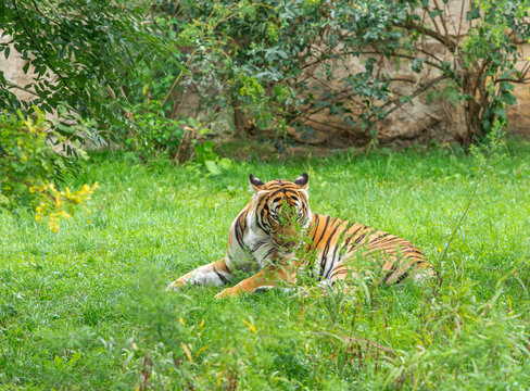 Sumatran tiger
